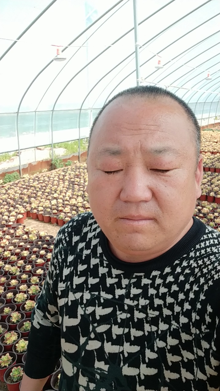 多肉植物魔法师系列