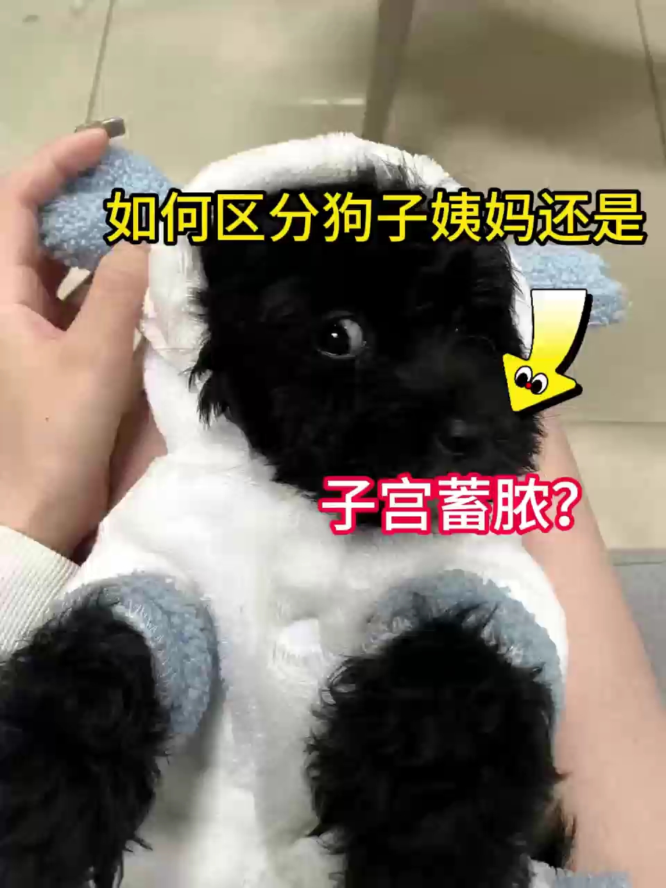 如何区分狗狗姨妈还是子宫蓄脓!#新手养狗#养狗经验分享#狗狗