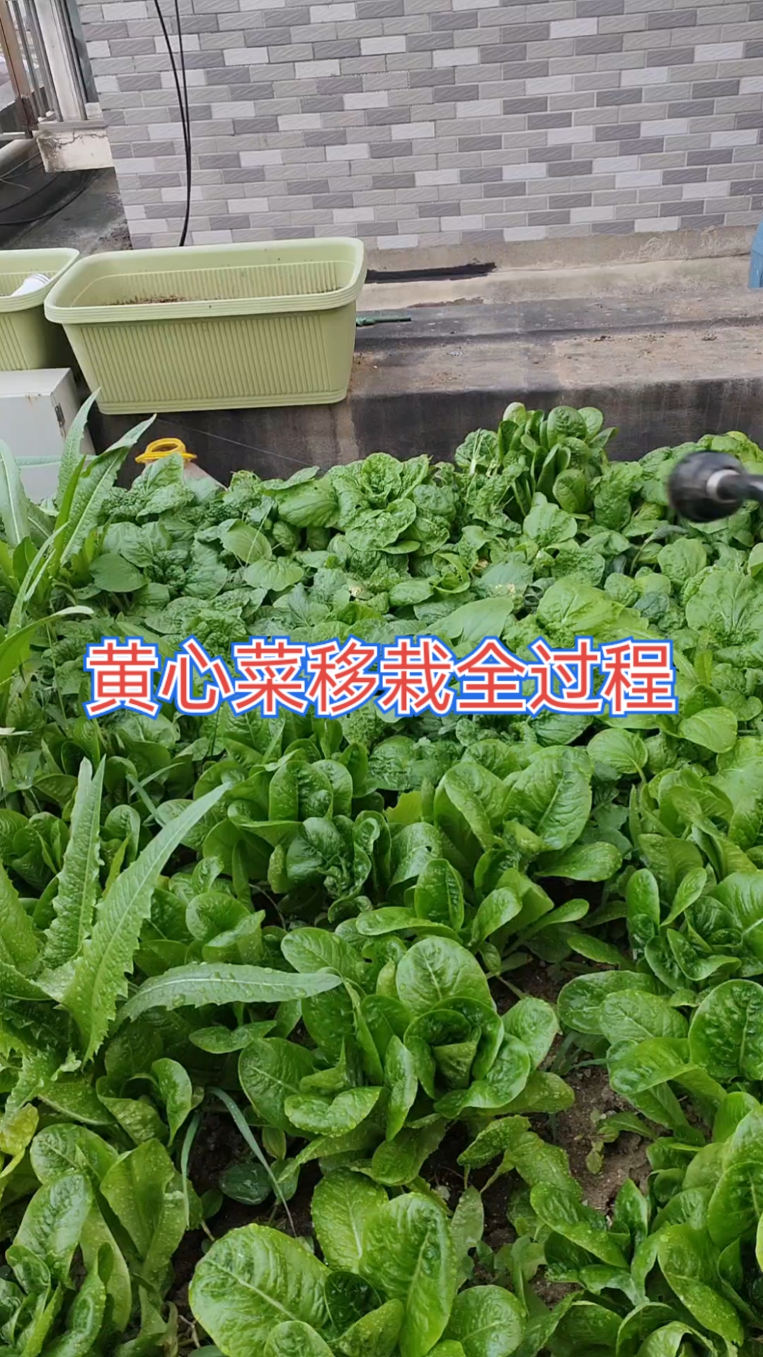 黄心菜移栽全过程
