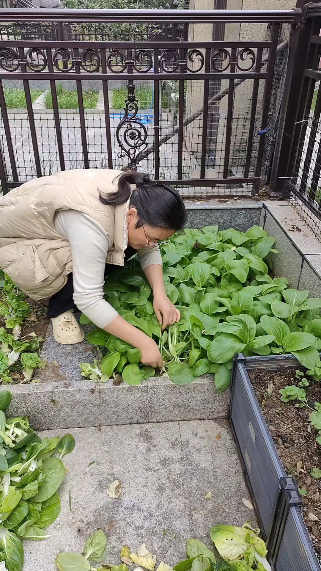移栽青菜全过程,各种情况都给你想到。