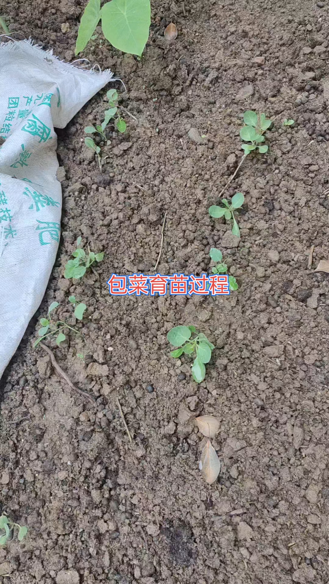 包菜育苗过程,加点高磷高钾肥,后期结果好。