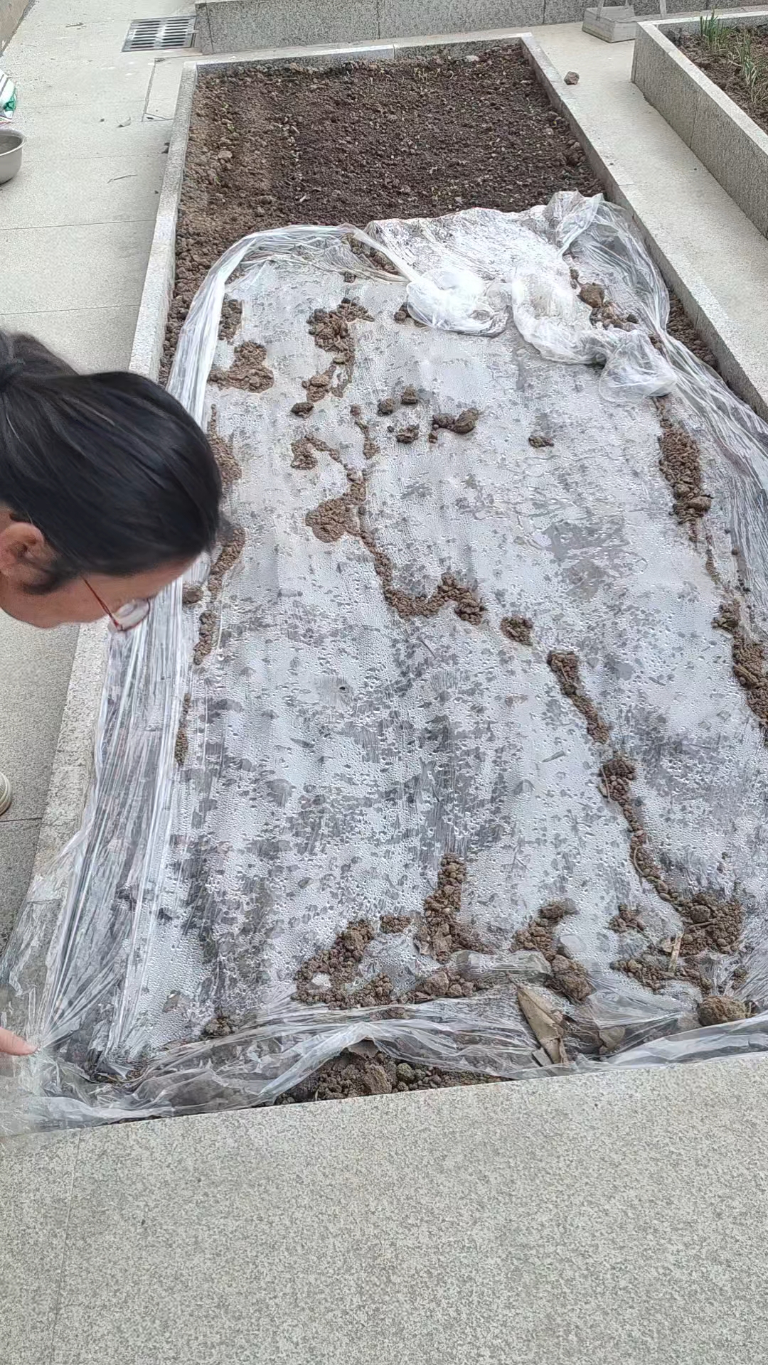 种点根达菜吧,这个相当于洋菠菜非常好吃,