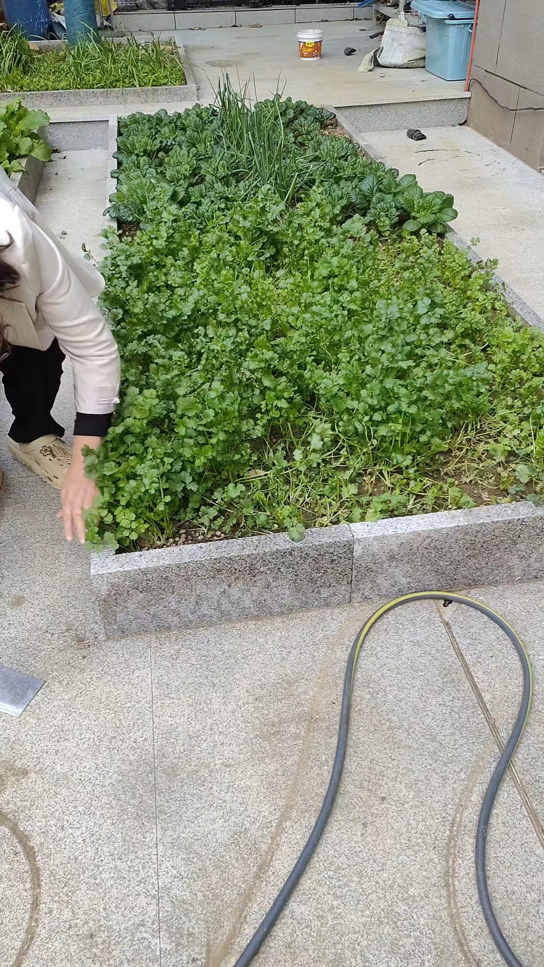 菜地少,香菜割着吃,或者是香菜太老了也把它割掉,重新生长