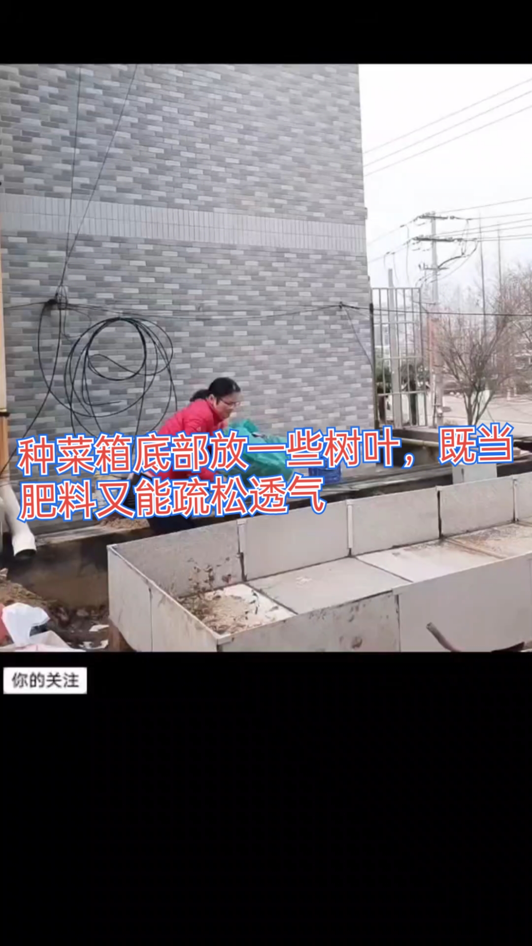 种菜箱底部放一些树叶,既能当肥料,又能疏松透气,改良土壤