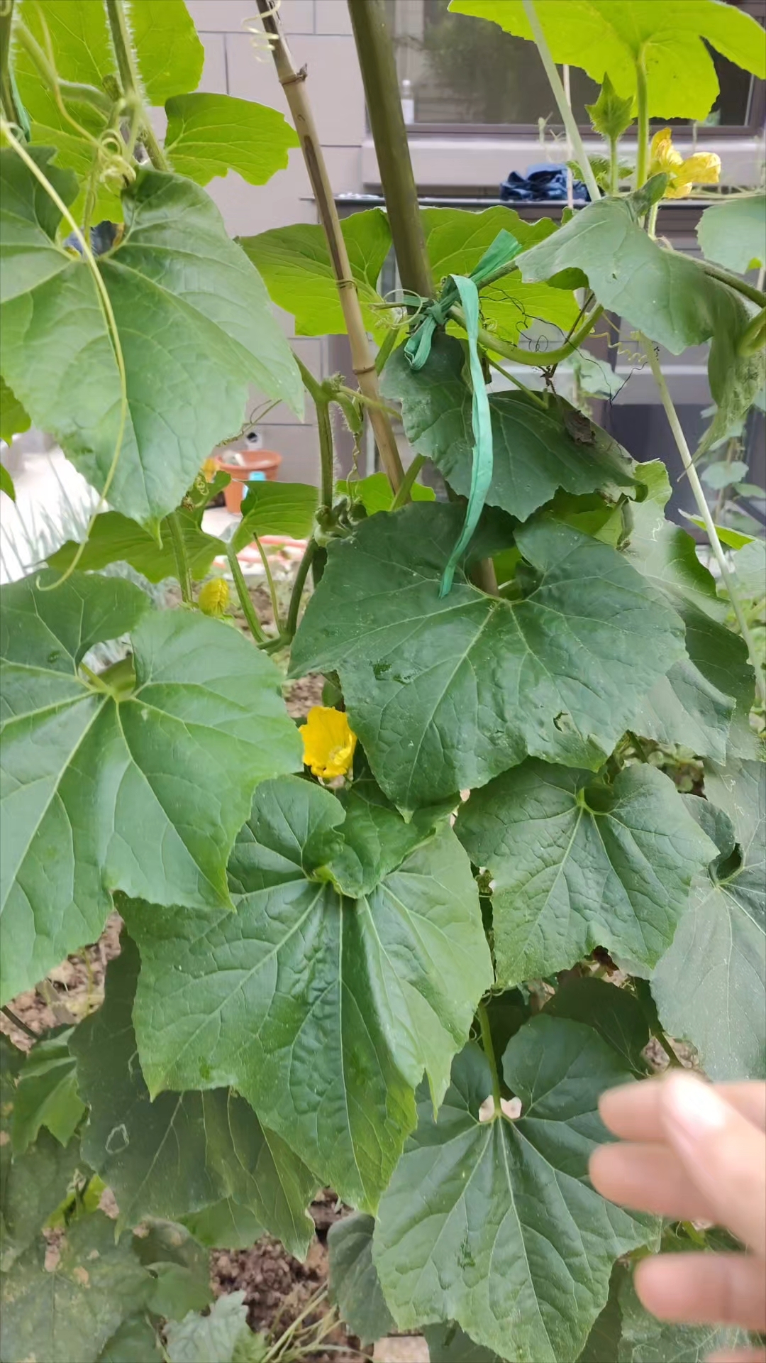 用稻壳鸡粪作为追加肥料,既有力又改良土壤