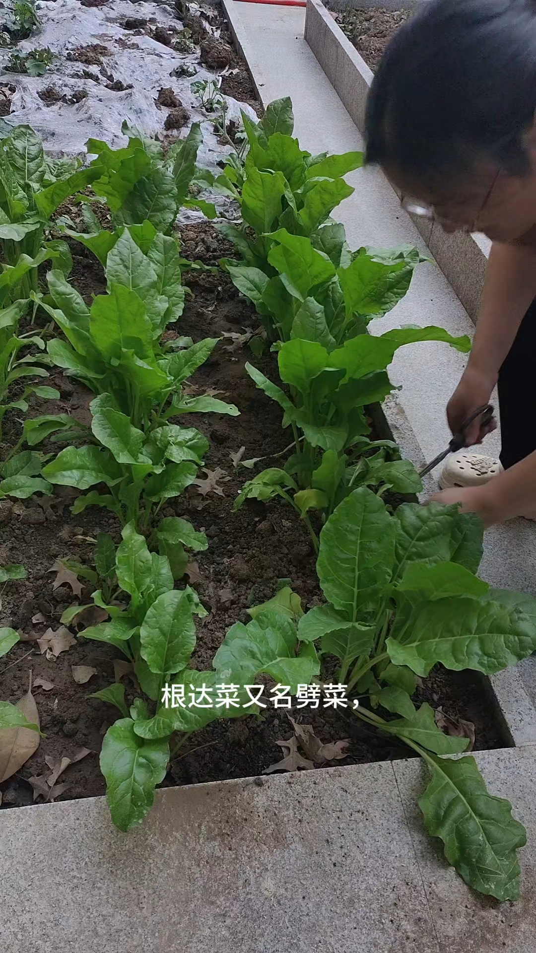 根达菜不生虫子不生病，特别好种植
