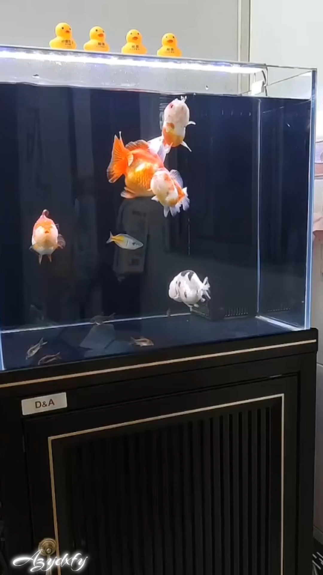 如果说金鱼品种哪个品种好看,那我觉得非泰狮和兰寿莫属