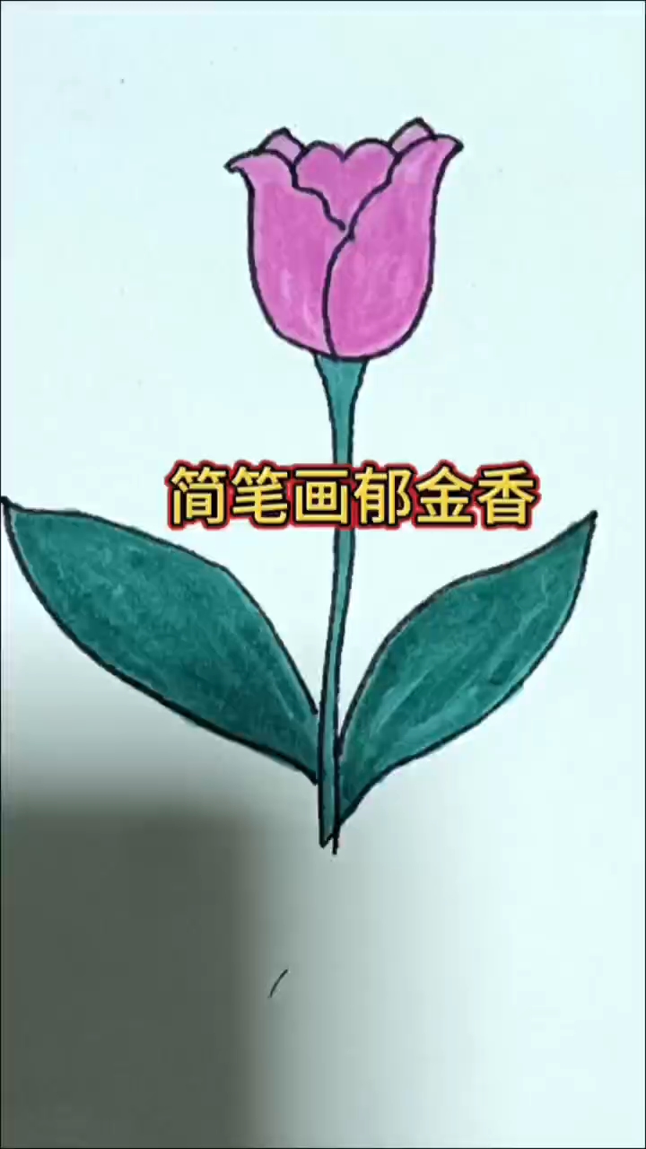 简笔画郁金香,简单易学