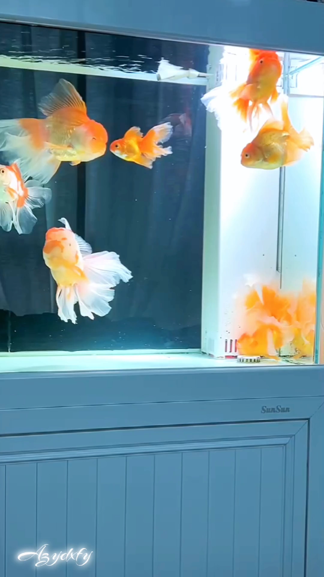 百褶泰狮太美了,真是赏心悦目