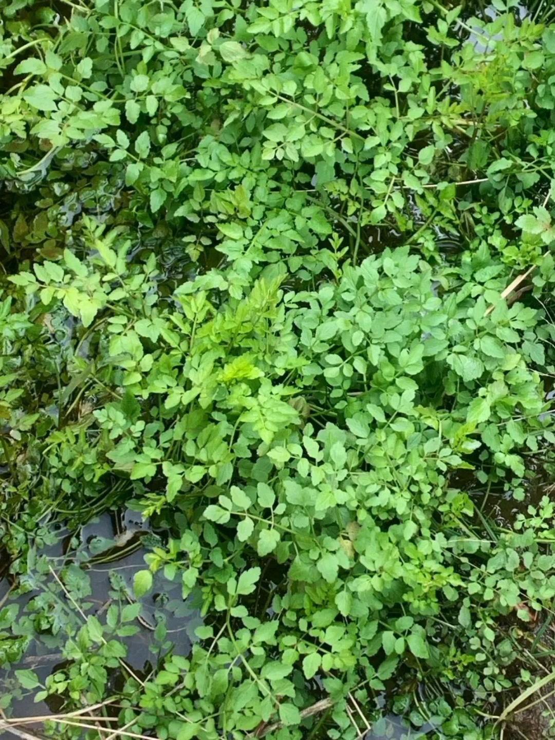 生长在小溪边的水芹,掐断后有一股好闻的香气 。 野生水芹菜