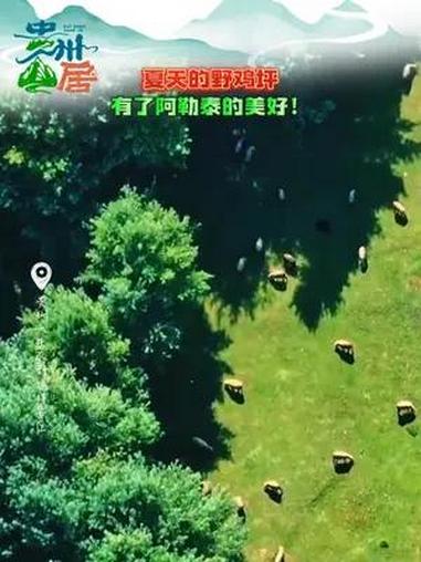 夏天的野鸡坪有了阿勒泰的美好!(来源:六盘水广播电视台)