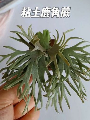 手工制作的植物也会有生命力~ 粘土手工 鹿角蕨 手作的魅力 手工