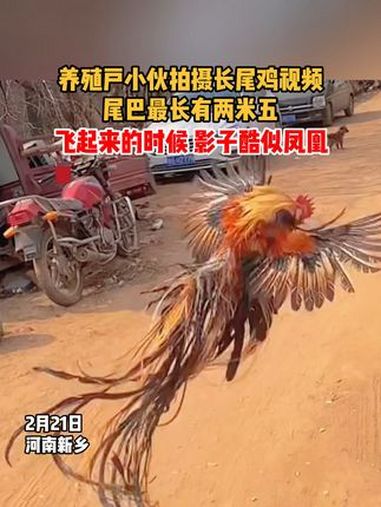养殖户小伙拍摄长尾鸡视频,尾巴最长有两米五,飞起来的时候影子酷似凤凰