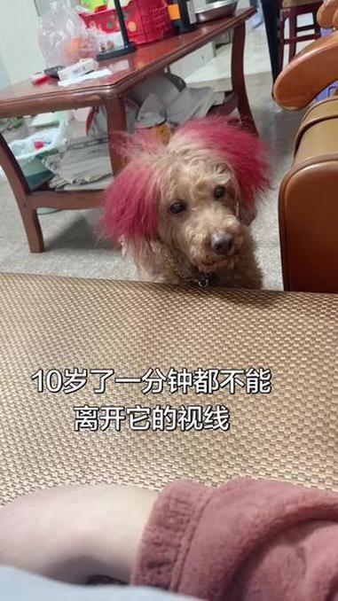 又老了一岁了!新年这几天太明显了,我不能离开它的视线,上厕所它会推开门,我做饭它就在厨房盯