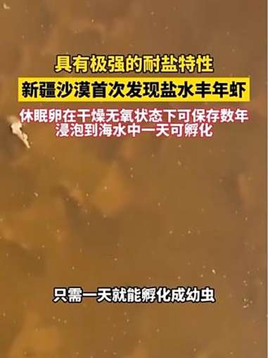 新发现+1!新疆沙漠首次发现盐水丰年虾 休眠卵在干燥无氧状态下可保存数年 浸泡到海水中一天