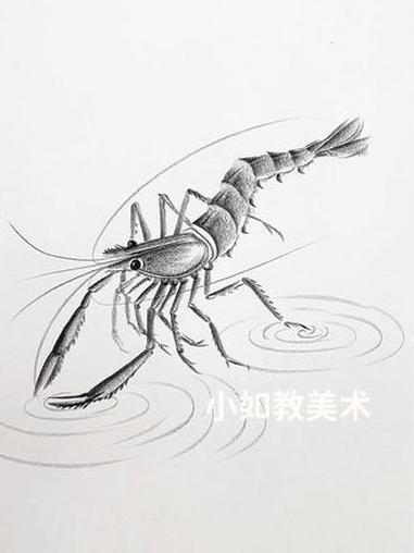 虾 绘画教程 画画 手绘原创 零基础学画画 炭笔画