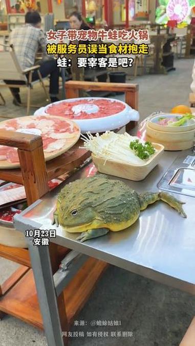 女子带宠物牛蛙吃火锅 被服务员误当食材抱走 蛙:要宰客是吧?视频来源:@蟾蜍姑娘1