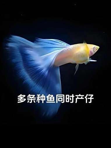 多条母鱼同时生产的技巧 孔雀鱼