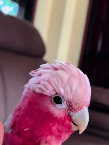 看小鸡开花了粉红凤头鹦鹉 鹦鹉 异国他乡的生活 野生动物零距离 人与自然和谐共处 饲养员日