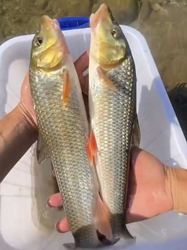 这是重唇鱼还是花菇鱼?重唇鱼 闷竿钓法 户外钓鱼