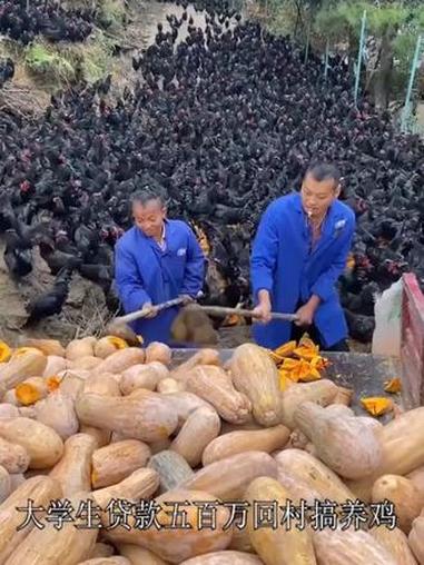 土鸡蛋 绿壳土鸡蛋 乌鸡蛋 农家散养土鸡