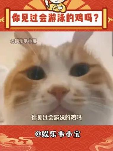 你见过会游泳的鸡吗?神奇动物 黑水鸡