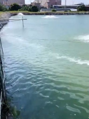 弧菌防治|水产9号泼洒教程!3步搞定高浓度弧菌!水产养殖 南美白对虾 养虾人 水产人 养殖