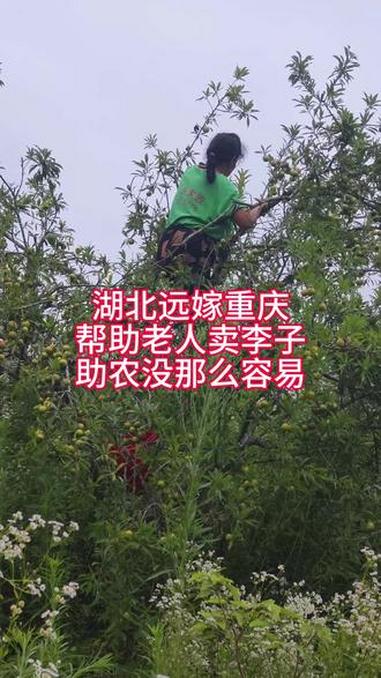 助农没那么容易，农民也不容易，也希望越来越好！水果蔬菜遇到什么卖什么，什么合适买什么#真实