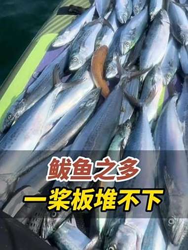 9月1日,山东威海。雨后海钓遇“鱼潮”,鲅鱼多到桨板堆不下。钓鱼佬分享秘籍:天气变化时鱼最