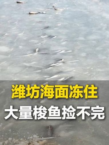 潍坊海面被冻住,市民凿冰捡梭鱼,根本捡不完,最多有捡500多斤!潍坊 梭鱼 结冰 大海的馈