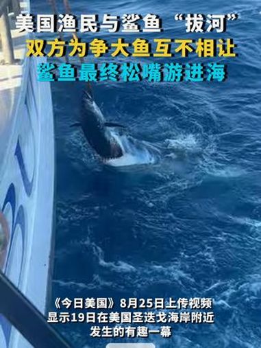美国渔民与鲨鱼“拔河”:双方为争夺大鱼互不相让 鲨鱼最终松嘴游进海