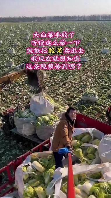 大白菜丰收了,这条视频传到哪里了 三农 东北酸菜 劳动人民 新农人计划 丰收了