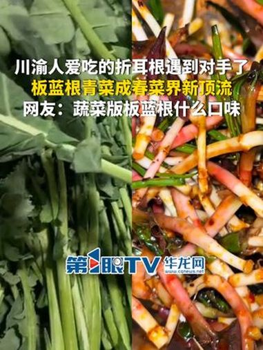 2月21日(报道),川渝人爱吃的折耳根遇到对手了,板蓝根青菜成春菜界新顶流,网友:蔬菜版的