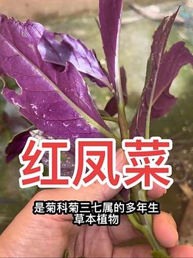 血皮菜炒猪肝,还有哪个川渝人没吃过 特色美食 血皮菜 红凤菜 认识植物 野菜