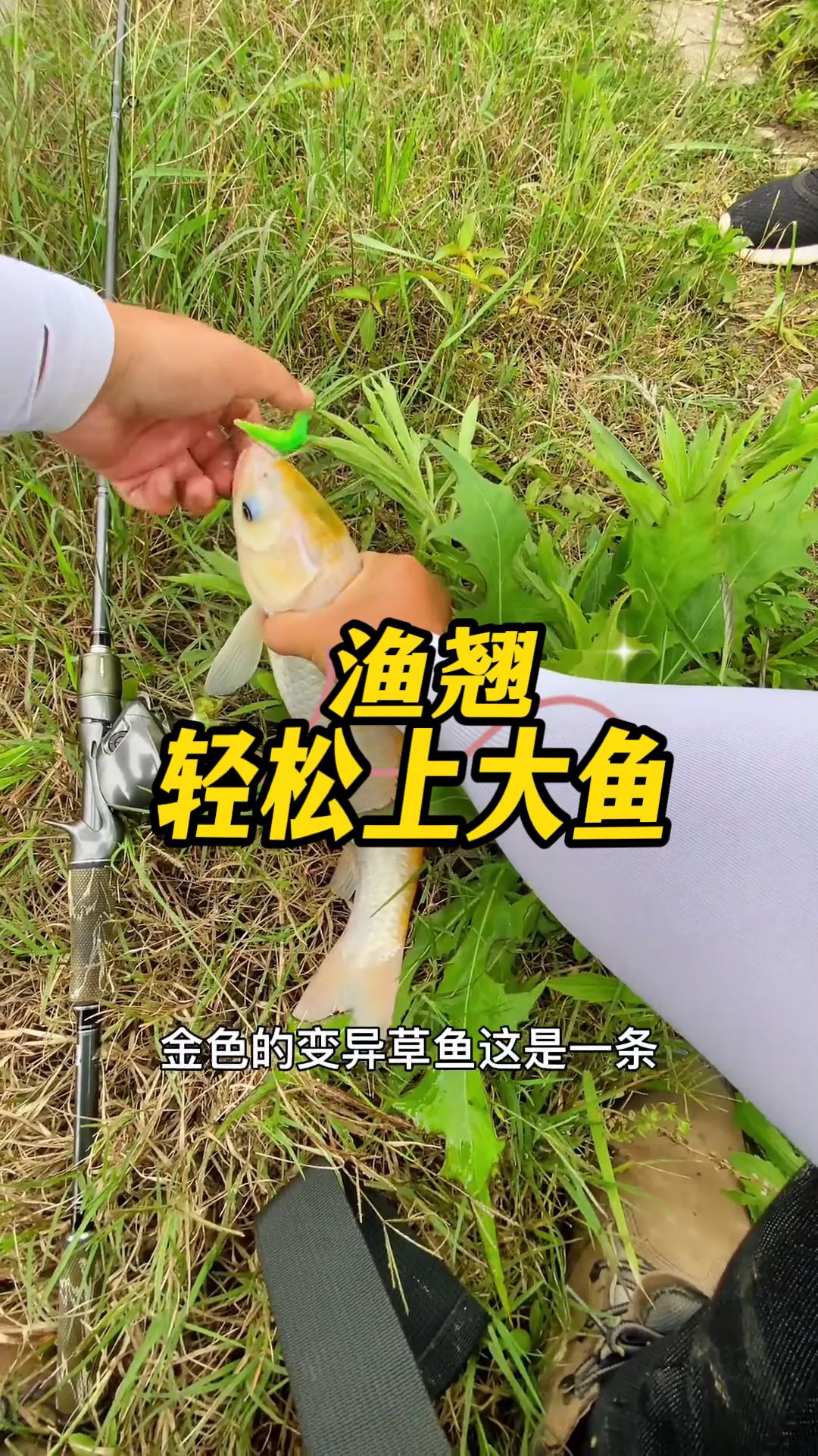 这是一条变异的草鱼还是一条金鱼?