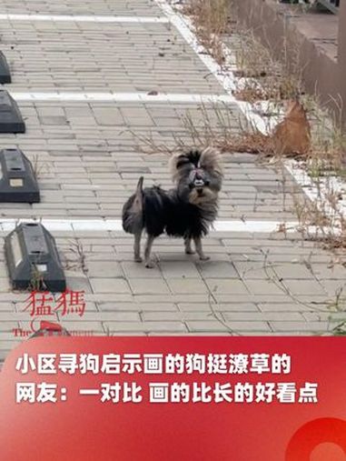 以为是抽象派没想到是写实派,小区寻狗启示画的狗挺潦草的,网友:一对比 画的比长的好看点