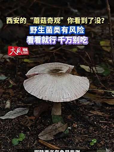 西安的“蘑菇奇观”你看到了没?野生菌类有风险 看看就行 千万别吃 红伞伞