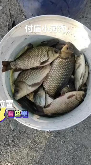 野河挑战大板鲫,看视频找准确钓,点略有偏差!分享精准钓位 野河挑战大板鲫 户外钓鱼直播 爱