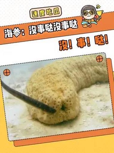海参:有没有人来保护一下我的屁股