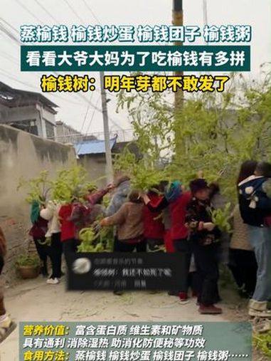又到了吃榆钱的季节~看看大爷大妈为了吃榆钱有多拼!榆钱窝窝你有多久没吃过了 榆钱做法 春天