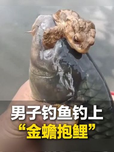 近日 云南。男子钓鱼发现鱼被蟾蜍抱着,钓鱼二十多年头一次碰到 已放生
