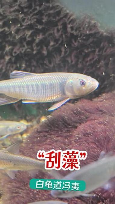 这藻长的连缸都要看不见里面了 今天终于给刮了！~#水草 #鱼缸 #马口鱼 #褐藻怎么除