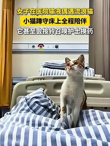 女子在医院输液偶遇流浪猫,小猫蹲守床上全程陪伴,它甚至会按铃召唤护士换药。(素材来源:新界