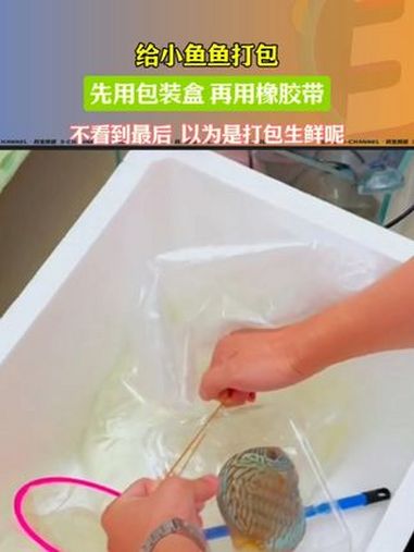 给小鱼鱼打包,先用包装盒,再用橡胶带。“不看到最后,以为是打包生鲜呢。” 生鲜 鱼缸