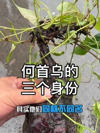 何首乌的三个身份 根入药、尖当菜、老藤就叫夜交藤。一株植物,三个名字,三种用法,千万别搞混