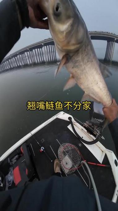 冬季有鲢鳙的地方一定有翘嘴,翘嘴会混合的鲢鱼群里俗话说叫翘嘴鲢子不分家#路亚#路亚翘嘴#鲢