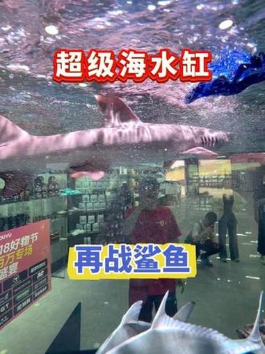 超级海水缸第三弹，多个品种鲨鱼再次来袭，你们觉得还会翻车吗？鲨鱼出字@海南蓝海科技有限公司
