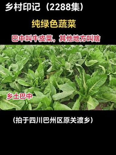 巴中叫牛皮菜,其它地方叫啥?抖音创业者大会