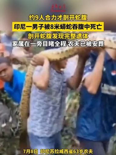 约9人合力才剖开蛇腹 印尼一男子被8米蟒蛇吞腹中死亡,剖开蛇腹发现完整遗体,家属在一旁目睹