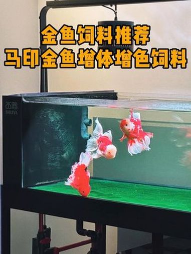 金鱼吃什么?我的金鱼饲料推荐。金鱼饲料 金鱼 兰寿 泰狮 金鱼吃什么